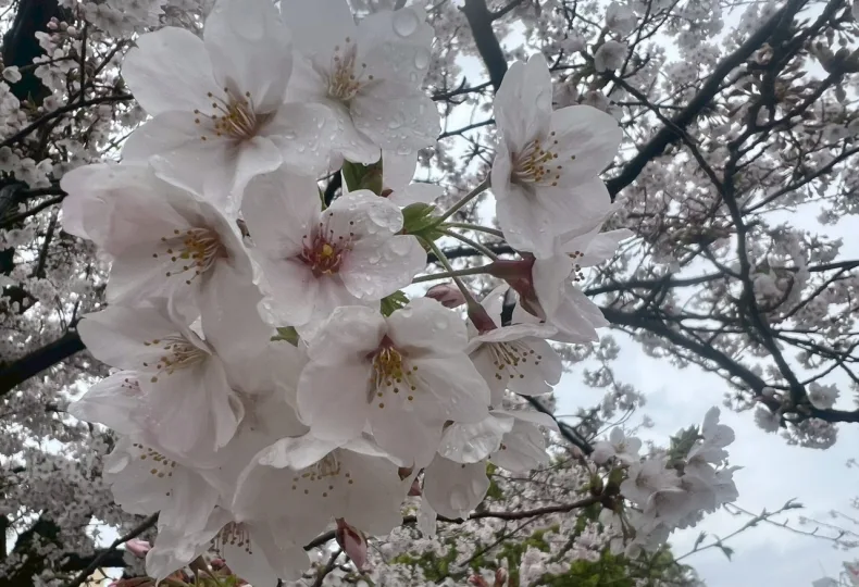 ノウタス　お天気　天気予報　坂口愛美
