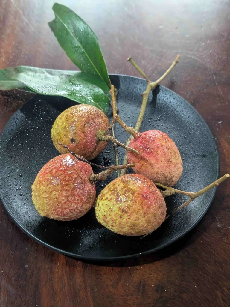 ノウタス ライチ