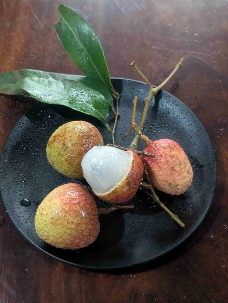 ノウタス ライチ
