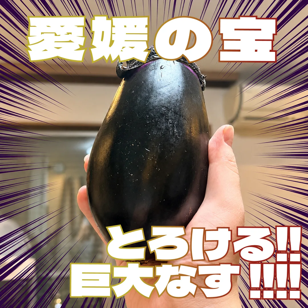 私の心を掴んで離さない、愛媛の絹かわなすについて語らせてくれ