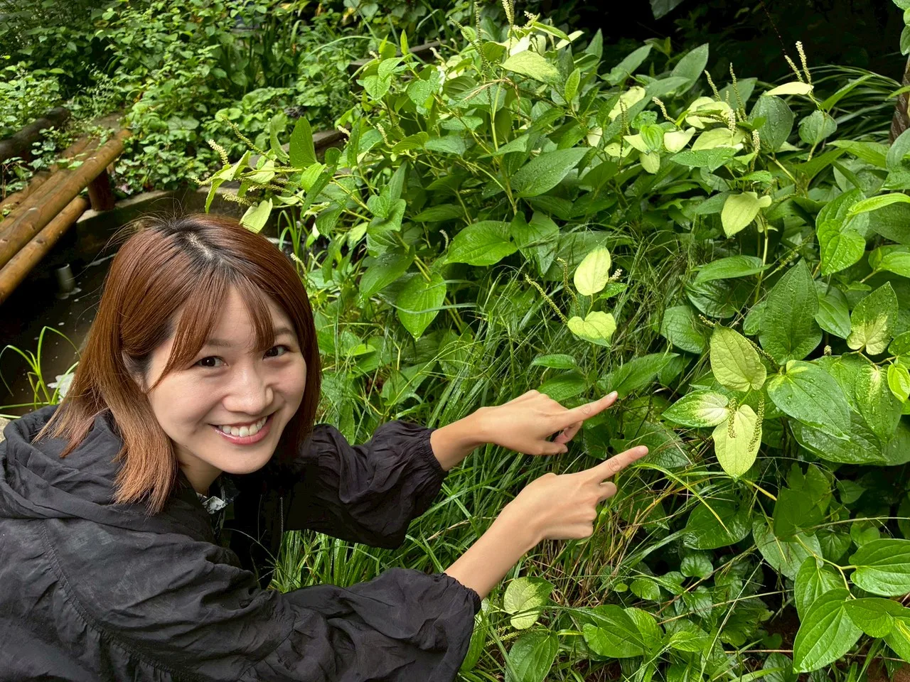 またまた2つの台風！気象予報士 坂口愛美の週間天気予報（26年7月5日）