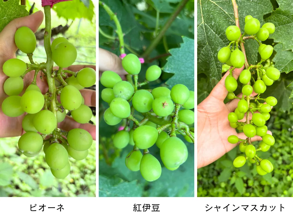 ノウタス高槻農園の3年目のお話 6月編