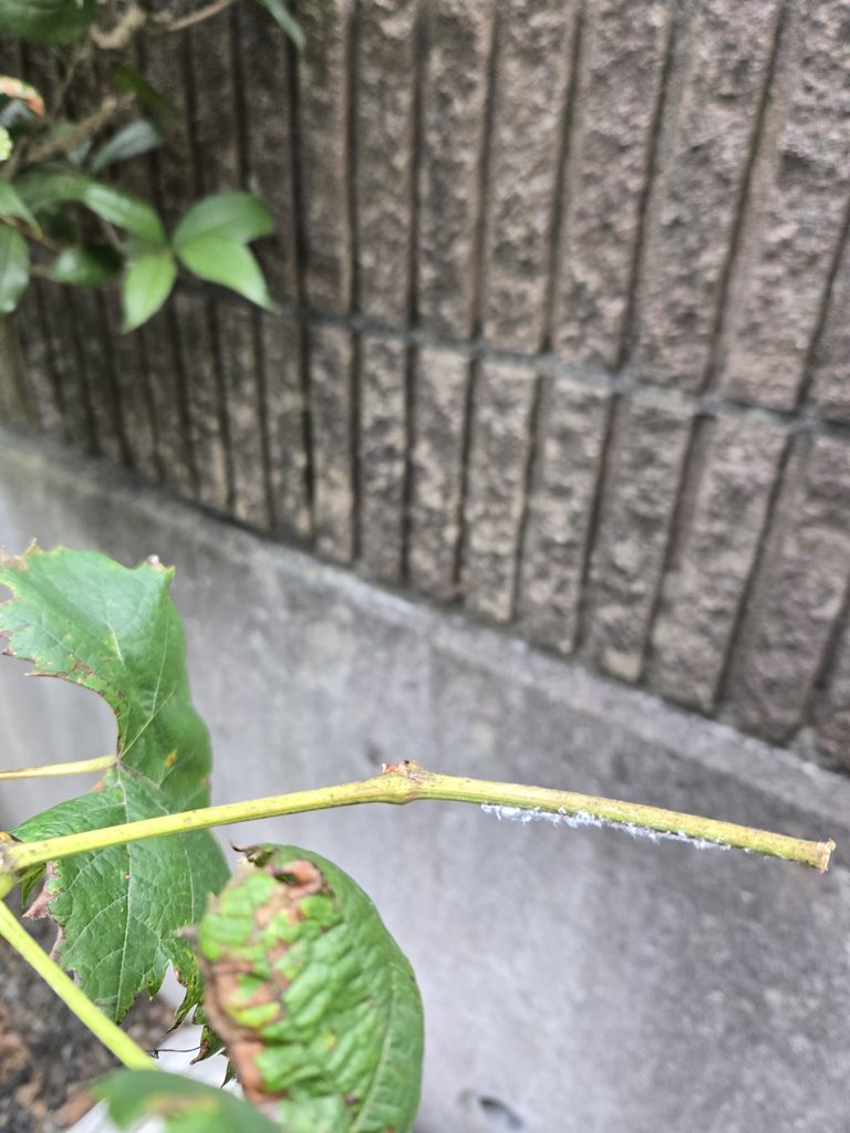 緑の枝にワタのような卵を産み付けます
