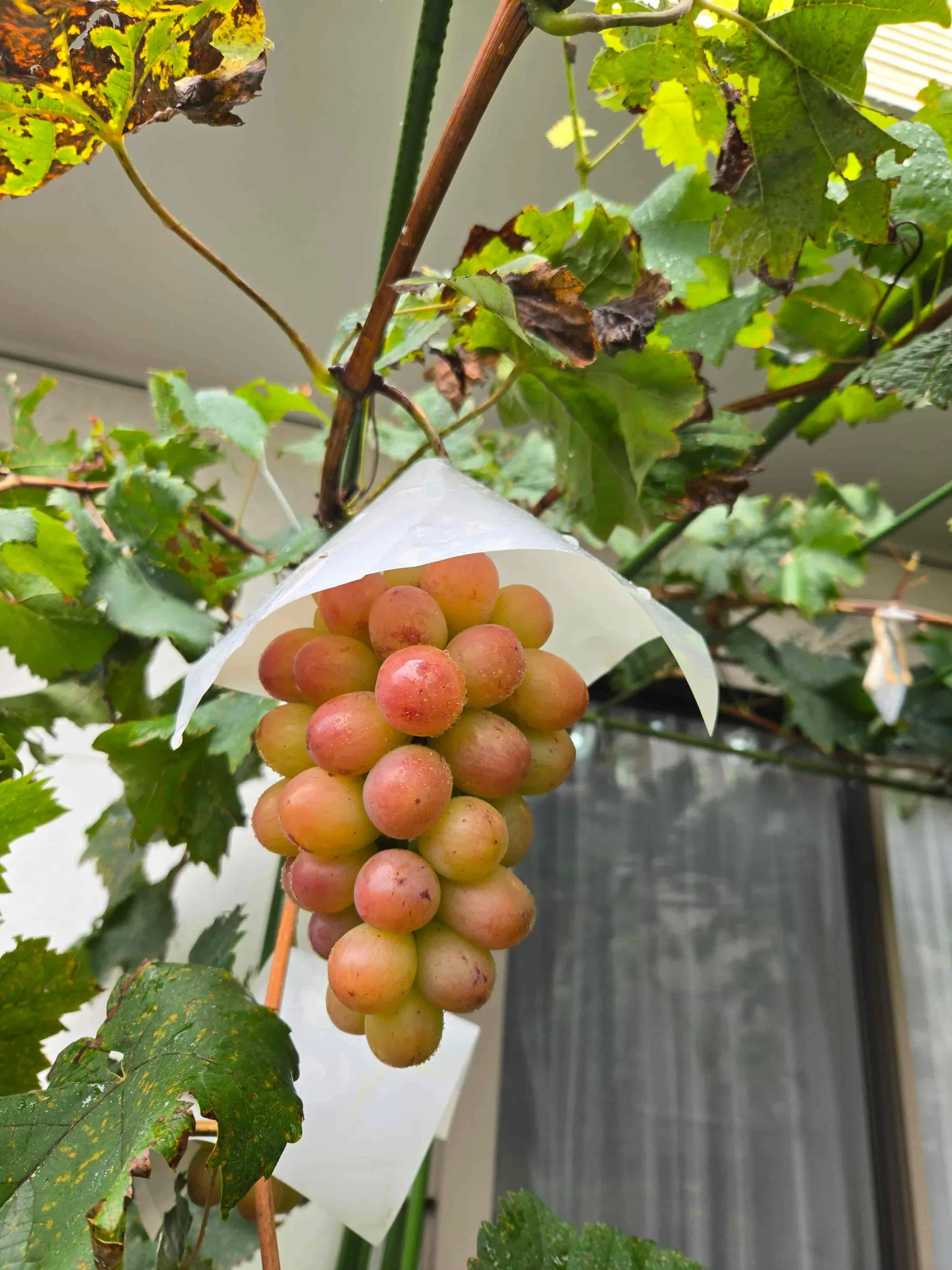 ぶどうの家庭菜園と害虫・病気対策